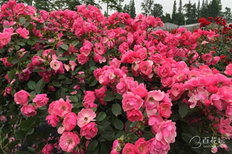 成都周边一个赏花必去的地方——天府玫瑰谷