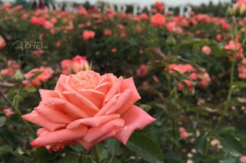 成都周边一个赏花必去的地方——天府玫瑰谷