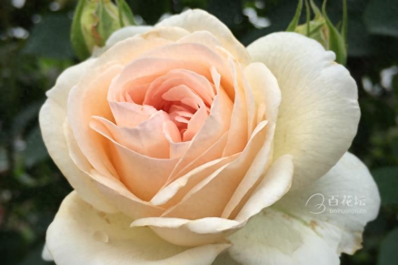 成都周边一个赏花必去的地方——天府玫瑰谷