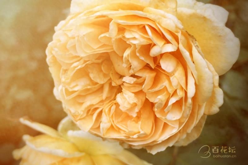 成都周边一个赏花必去的地方——天府玫瑰谷