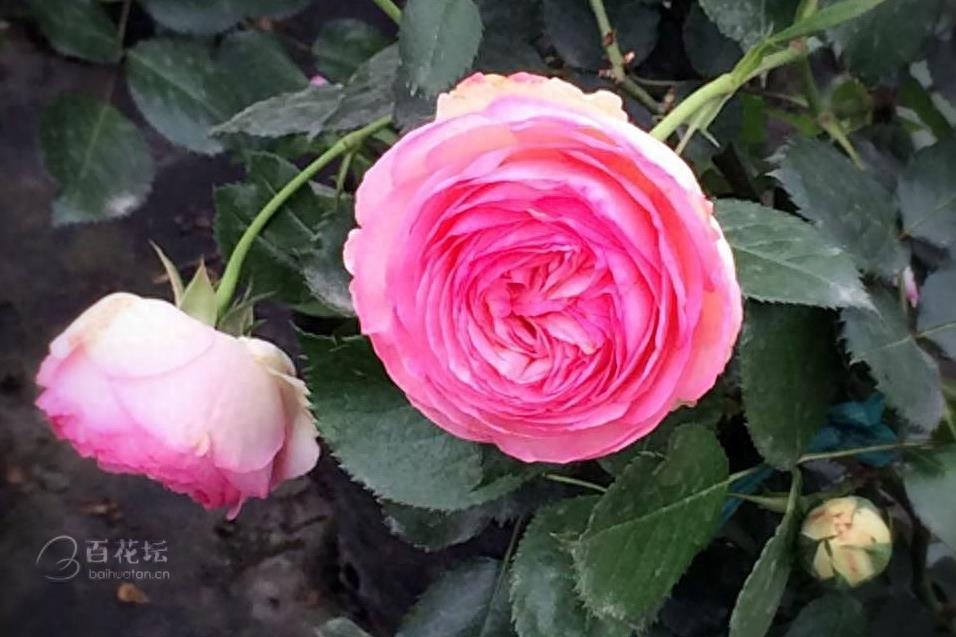 成都周边一个赏花必去的地方——天府玫瑰谷