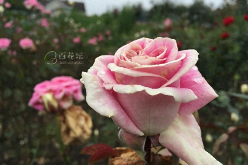 成都周边一个赏花必去的地方——天府玫瑰谷