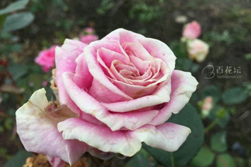 成都周边一个赏花必去的地方——天府玫瑰谷