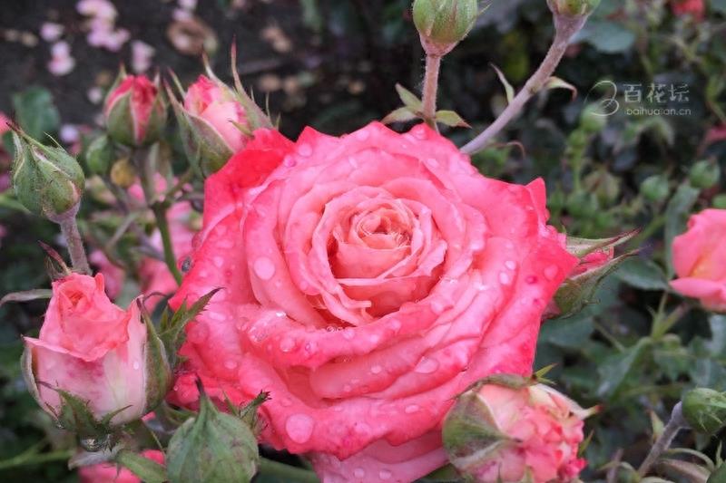 成都周边一个赏花必去的地方——天府玫瑰谷