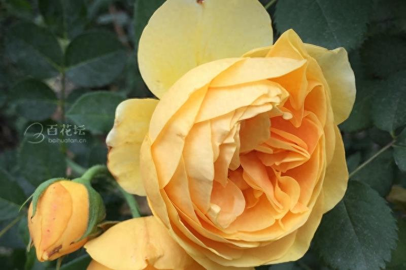 成都周边一个赏花必去的地方——天府玫瑰谷