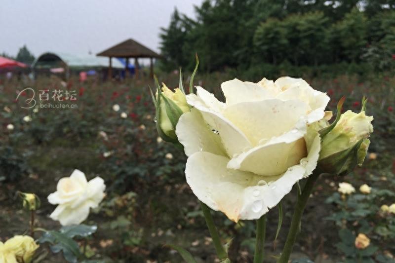 成都周边一个赏花必去的地方——天府玫瑰谷