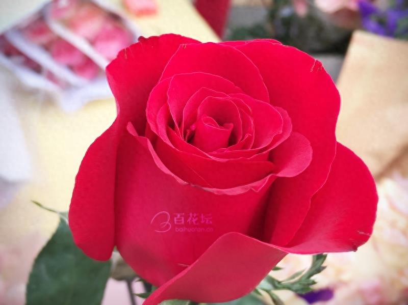 成都周边一个赏花必去的地方——天府玫瑰谷