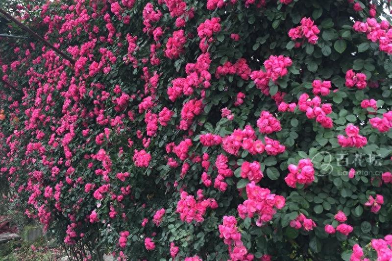 成都周边一个赏花必去的地方——天府玫瑰谷