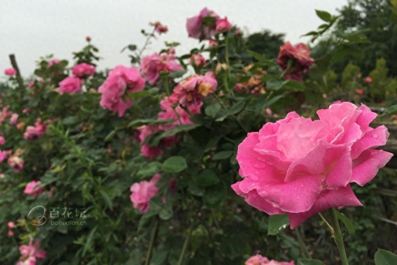 成都周边一个赏花必去的地方——天府玫瑰谷