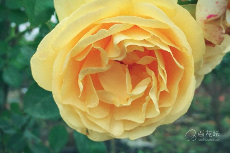 成都周边一个赏花必去的地方——天府玫瑰谷