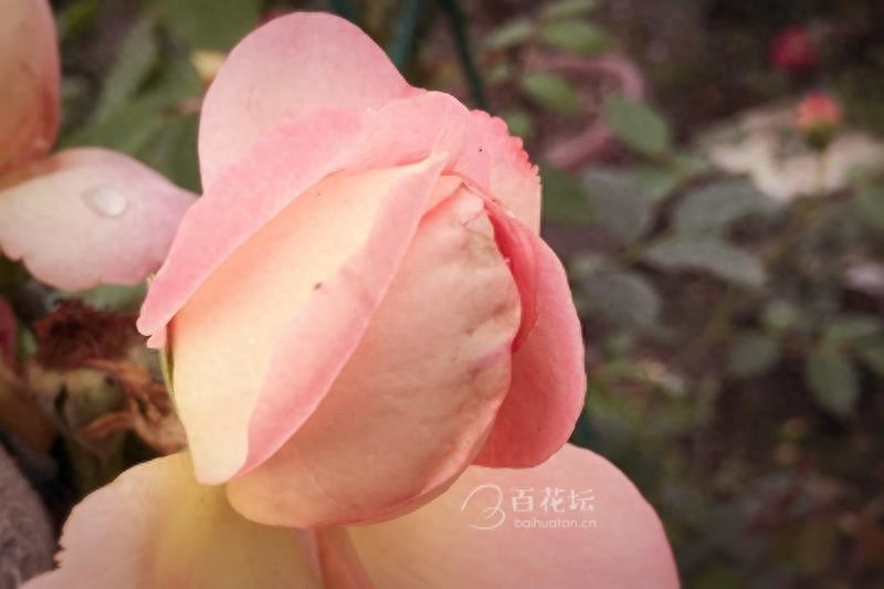 成都周边一个赏花必去的地方——天府玫瑰谷