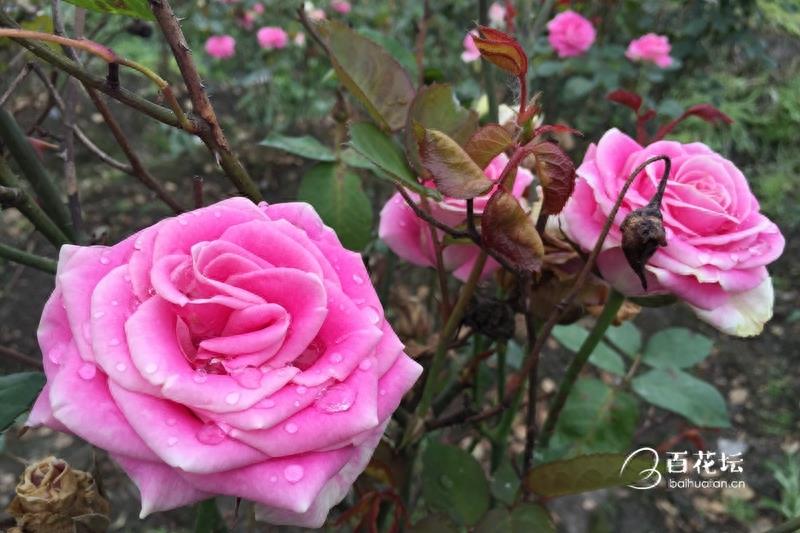 成都周边一个赏花必去的地方——天府玫瑰谷