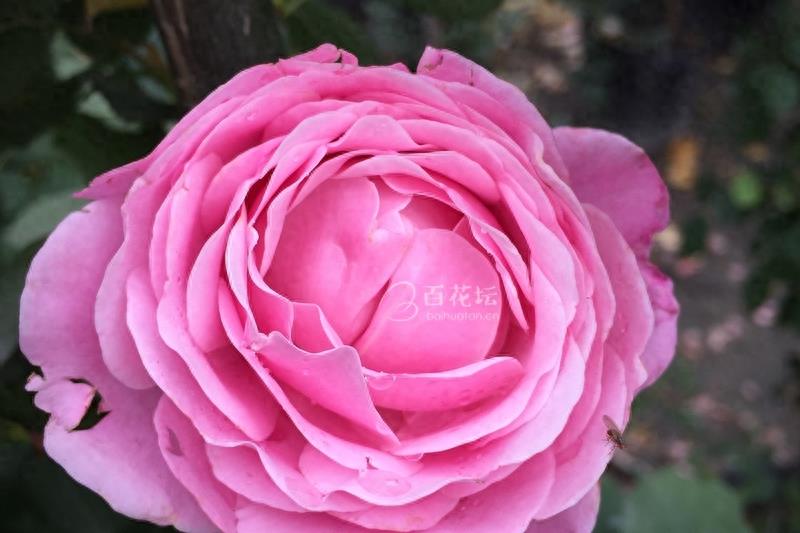 成都周边一个赏花必去的地方——天府玫瑰谷