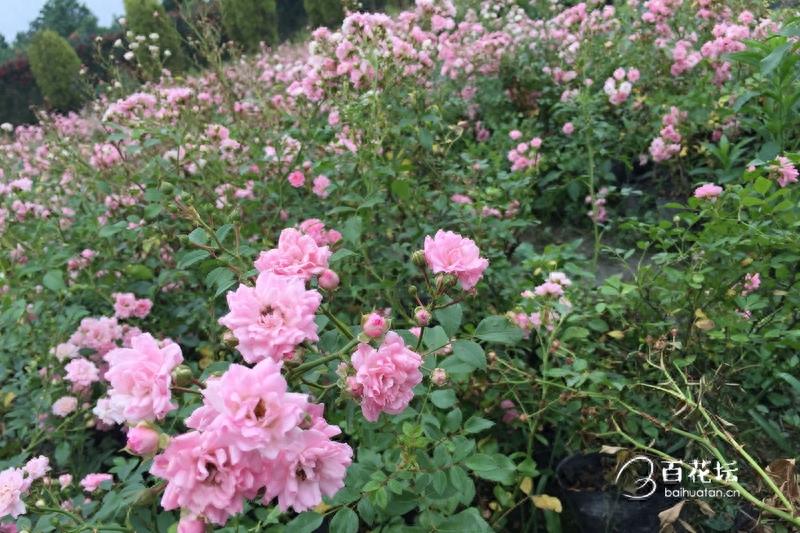 成都周边一个赏花必去的地方——天府玫瑰谷