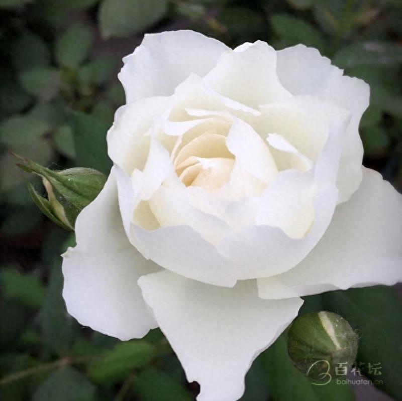 成都周边一个赏花必去的地方——天府玫瑰谷