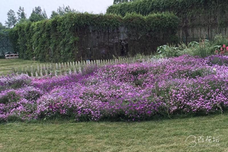 成都周边一个赏花必去的地方——天府玫瑰谷