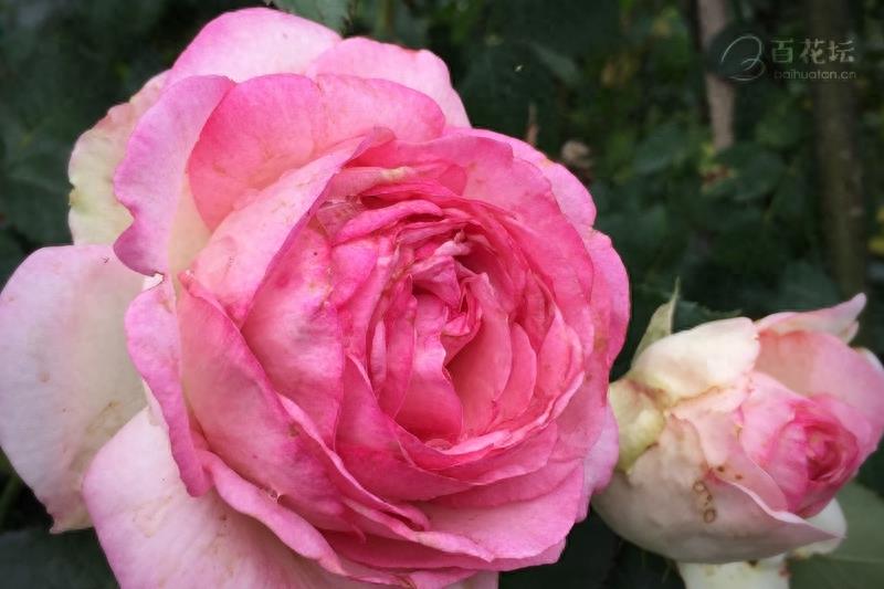 成都周边一个赏花必去的地方——天府玫瑰谷