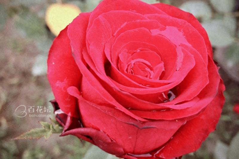 成都周边一个赏花必去的地方——天府玫瑰谷