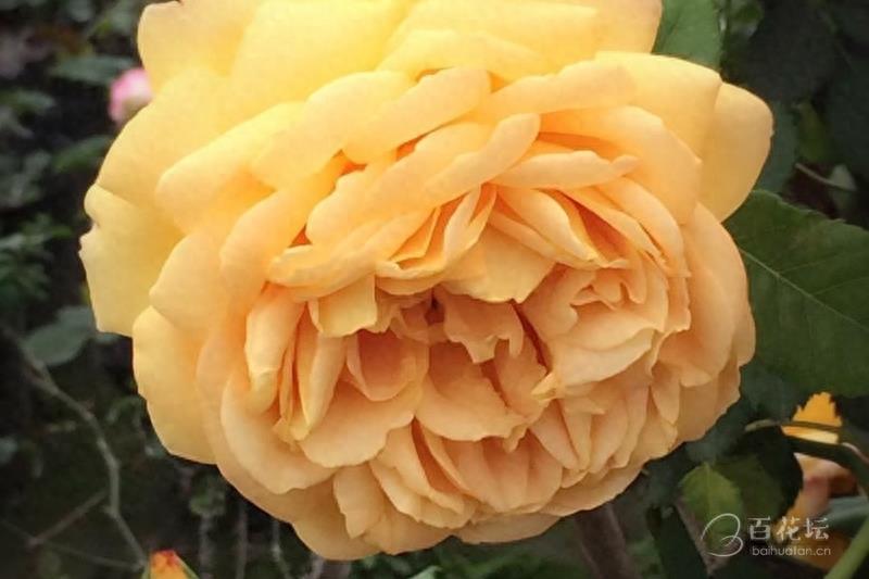 成都周边一个赏花必去的地方——天府玫瑰谷