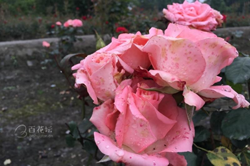 成都周边一个赏花必去的地方——天府玫瑰谷