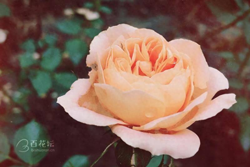 成都周边一个赏花必去的地方——天府玫瑰谷