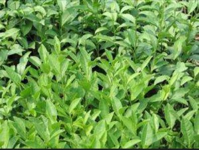 ​阳羡 茶与壶并蒂风流2000多年传承至今 魅力无穷