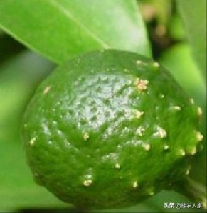 ​这个是柑橘疮痂病，在温暖湿润条件下最容易发病