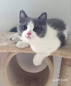 ​详解英国短毛猫中最近几年大火的毛色品种—清新可爱的蓝白英短