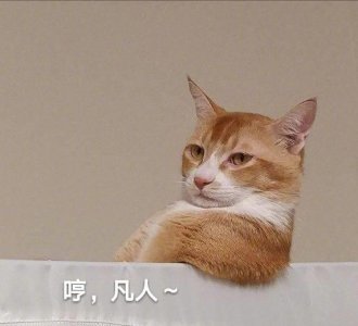 ​最新热门猫咪表情包17张