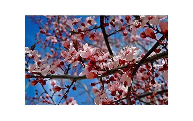 如果是无证离婚怎么要彩礼 如果是无证离婚怎么要彩礼