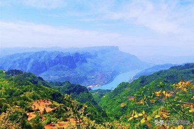 ​这种长在树上的草莓，却被湖北人称为“刺泡儿”