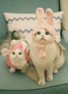 ​郭斯特家的两只网红小猫—狐狸和馒头