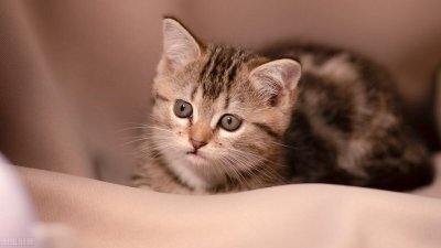 ​猫咪可以传染给人的七种病，你真的都了解吗？养猫必看