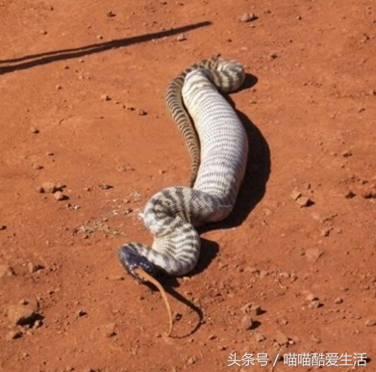巨蜥偶遇澳大利亚沃玛蟒，上前挑衅反被活吞