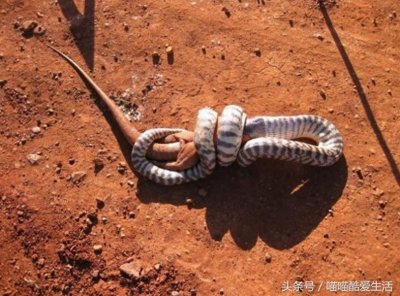 ​巨蜥偶遇澳大利亚沃玛蟒，上前挑衅反被活吞