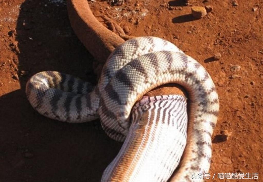 巨蜥偶遇澳大利亚沃玛蟒，上前挑衅反被活吞