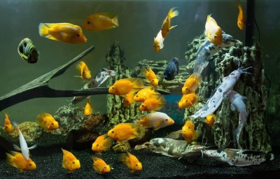 ​鱼缸的水不明浑浊的4个常见原因，及有效的解决办法