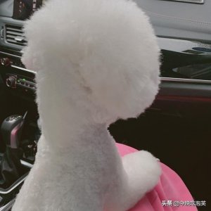 ​狗狗被打，它会记仇吗