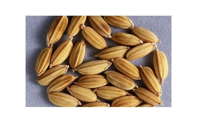 出轨剧本杀什么意思