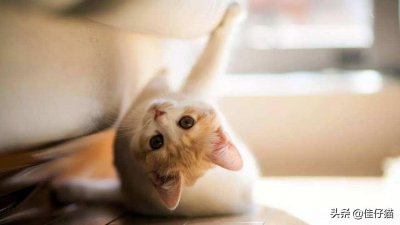 ​养猫小知识：简单一招，让你的喵从此爱上剪指甲！