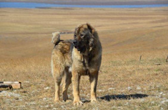 世界犬种-高加索犬