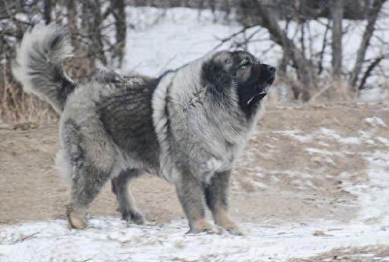 世界犬种-高加索犬