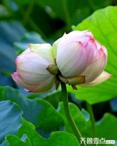 ​并蒂莲七绝二首