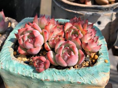 ​这3个品种被称为多肉中的不败神话，无论露养还是室内养，都适合