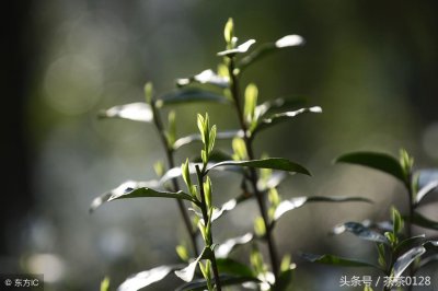 ​新茶和陈茶，你真的分得清楚吗？