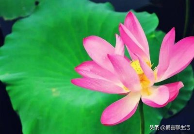 ​夏至将至，有钱没钱多喝5款“养心粥”，应季而食，顺利度夏