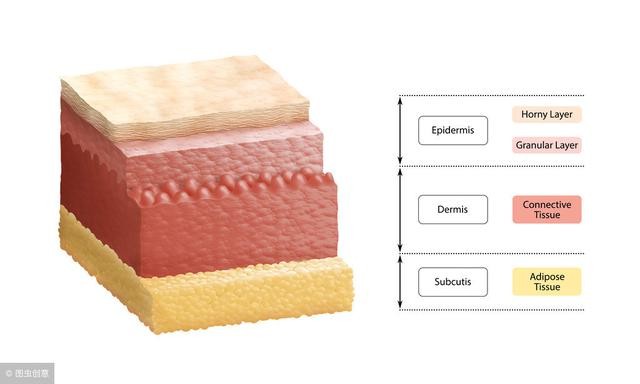 肌肤老化的三大凶手（肌肤老化像年轮）(7)