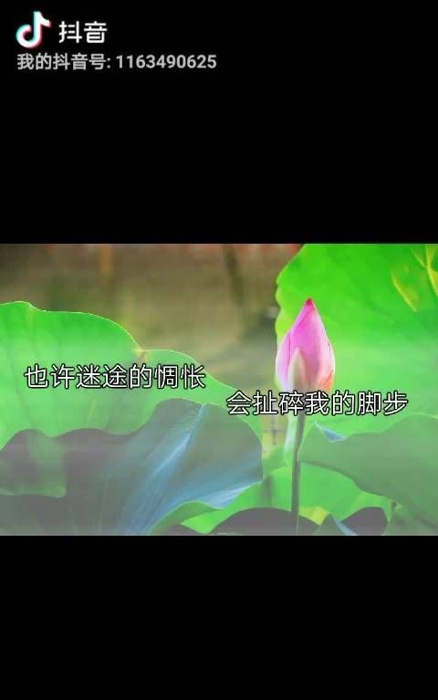 你的惆怅敲碎我的脚步是哪首歌