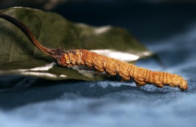 ​冬虫夏草是怎么形成的(冬虫夏草是怎么形成的简答)