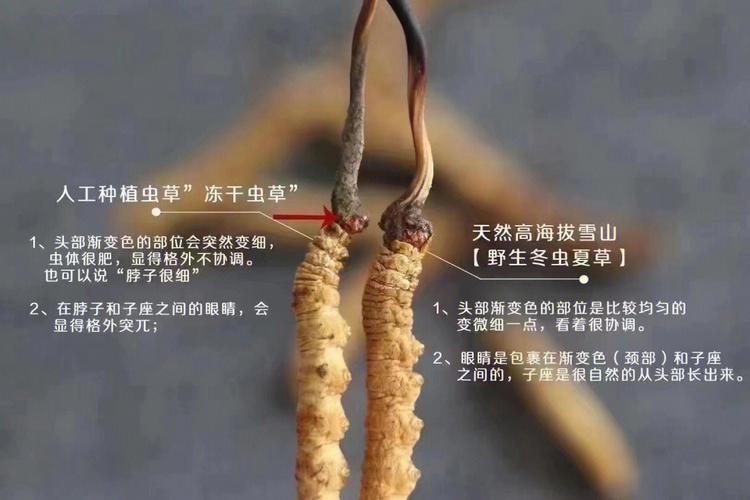 冬虫夏草如何挑选与鉴别（怎么鉴别冬虫夏草）